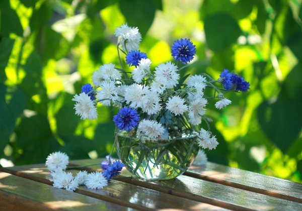 василек цветки