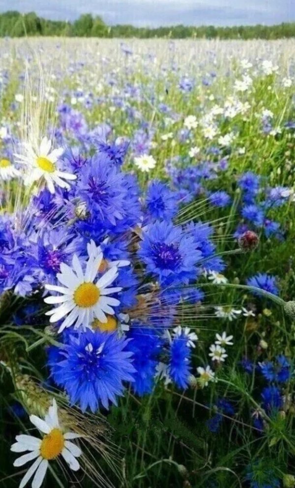 васильковое лето