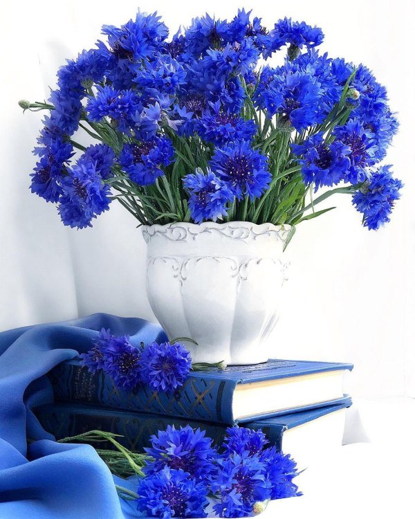 васильковое настроение