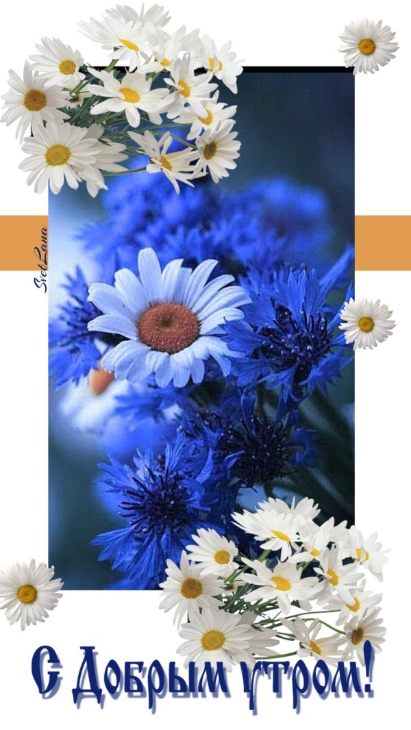 доброго утра полевые цветы