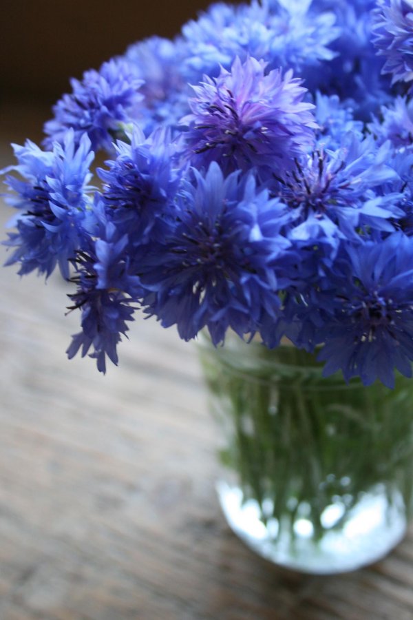 василек синий корнфловер