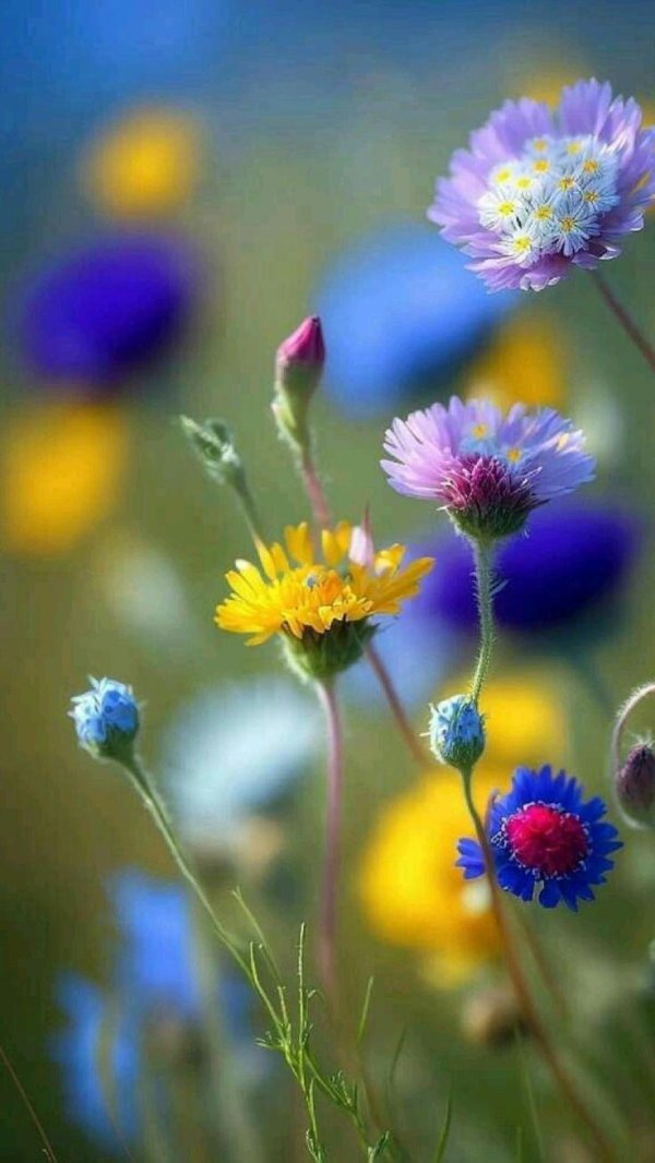 луговой цветок