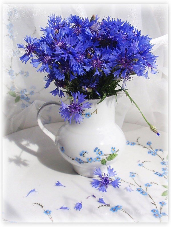 красивый букет васильков