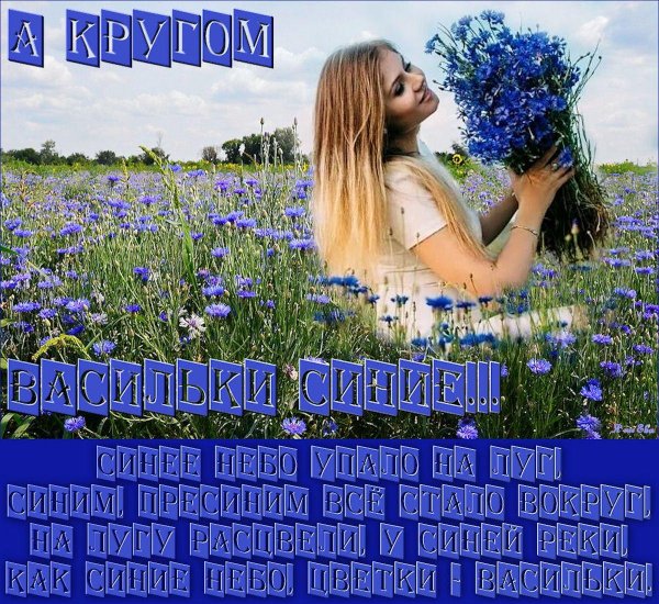 васильковое поле