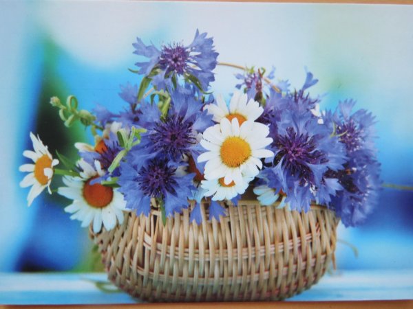 полевые цветы открытка