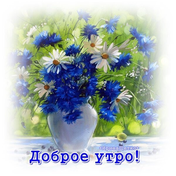 доброго утра полевые цветы