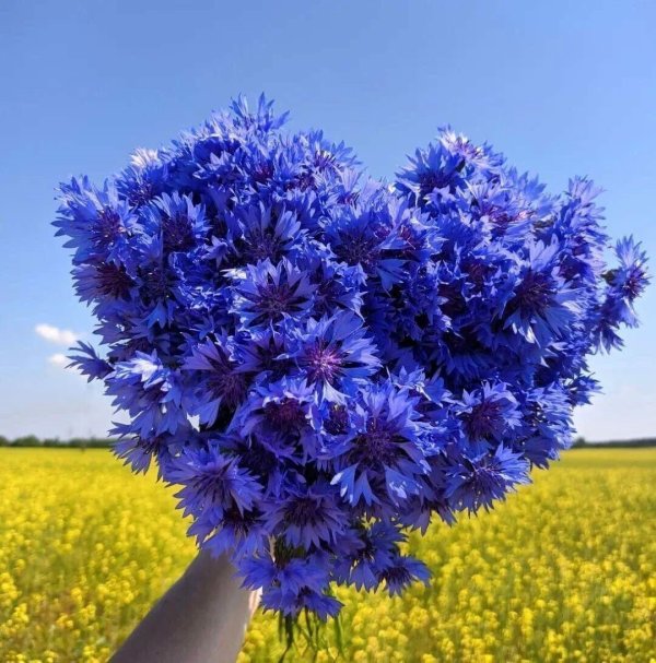 васильковое лето