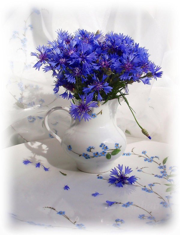 букет из васильков