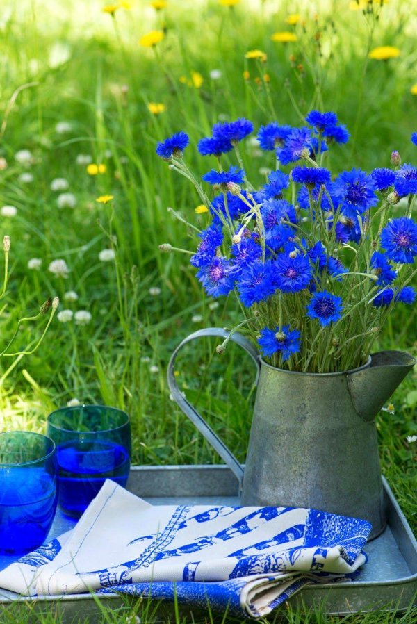 василек блю бол