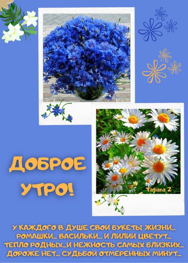 доброго утра полевые цветы