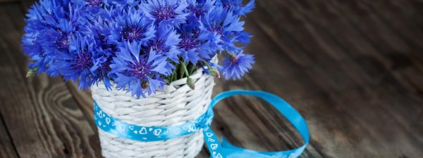 букет васильков