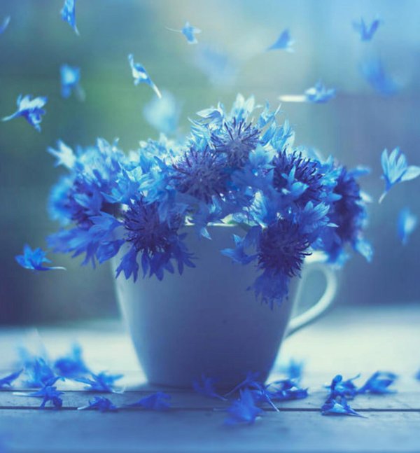 цветы в голубых тонах