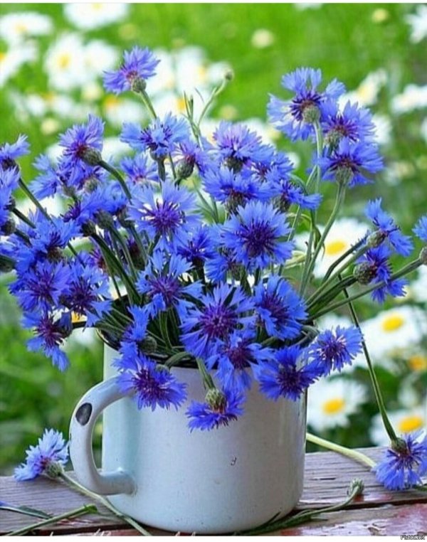 цветок полевой