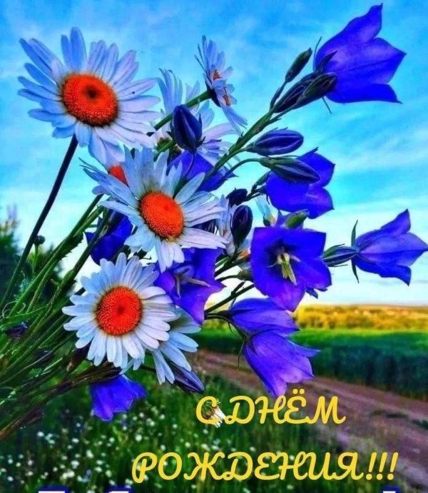 полевой цветок