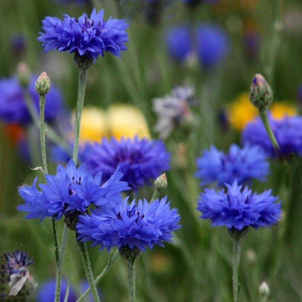 василек синий