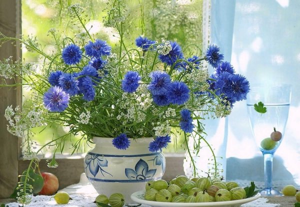 цветы на окне