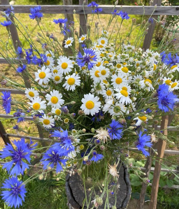 ромашка лютик василек