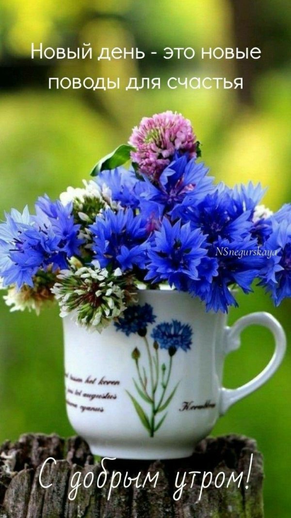 красивый букет васильков