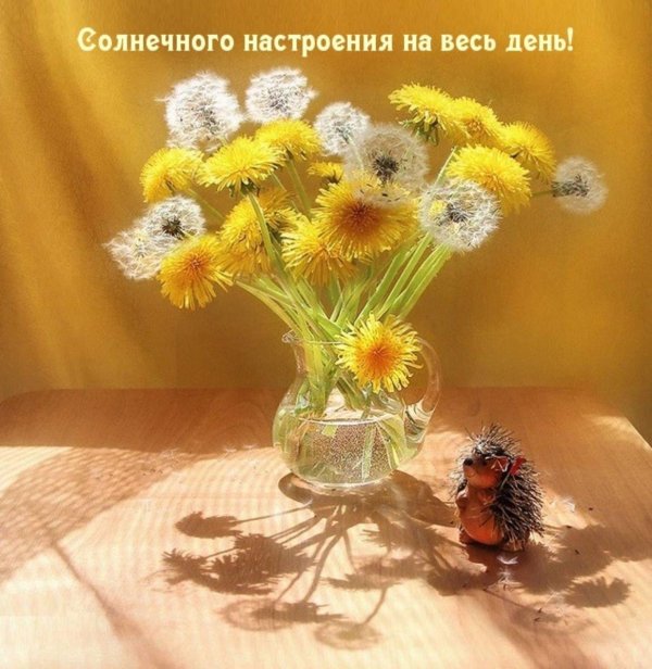 букет одуванчиков