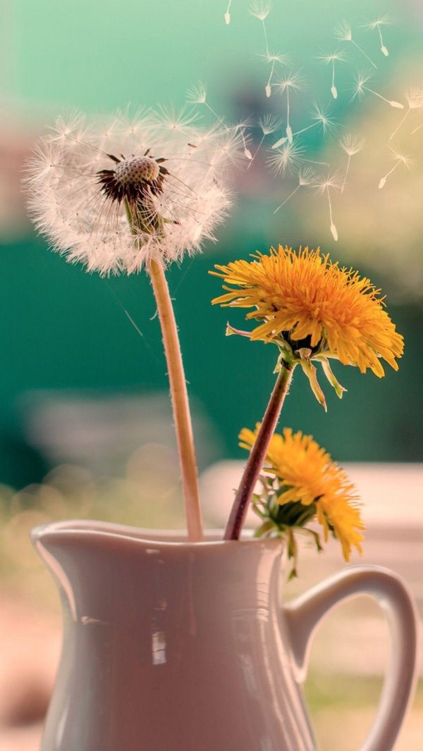 одуванчики в кружке