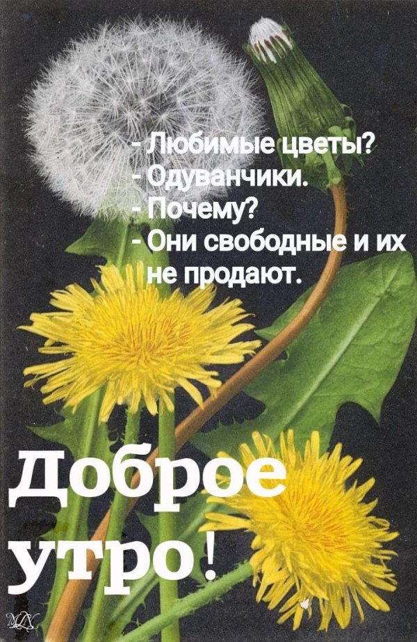 всемирный день одуванчика