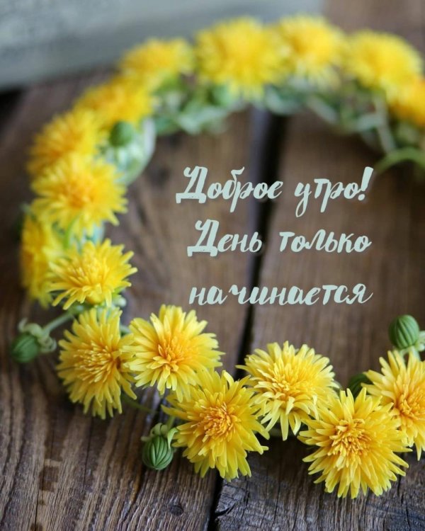 венок из одуванчиков