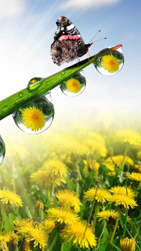 божья коровка на одуванчике