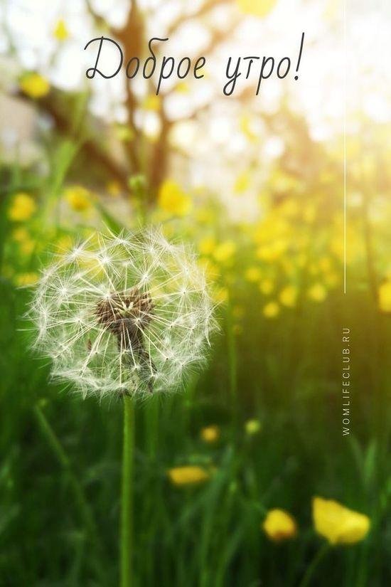 поле одуванчиков