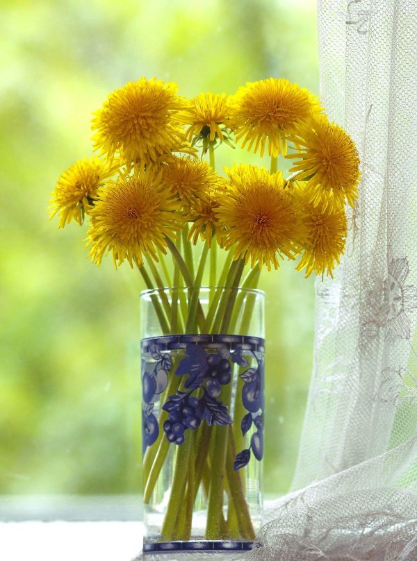 одуванчики цветы