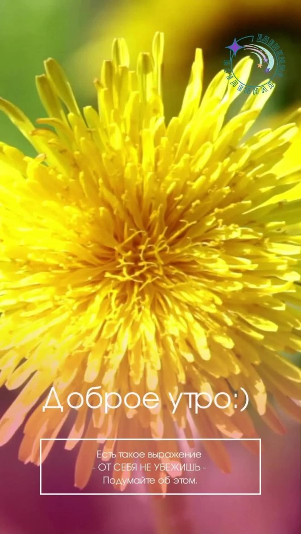 одуванчики геншин