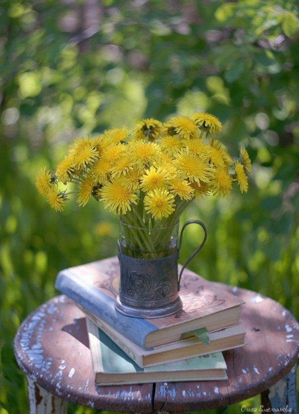 желтые одуванчики