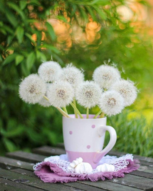 одуванчик белый