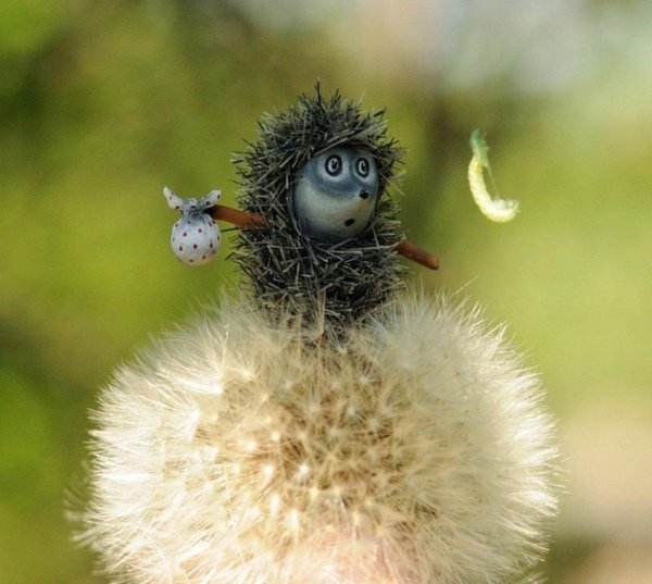 ежик с одуванчиком