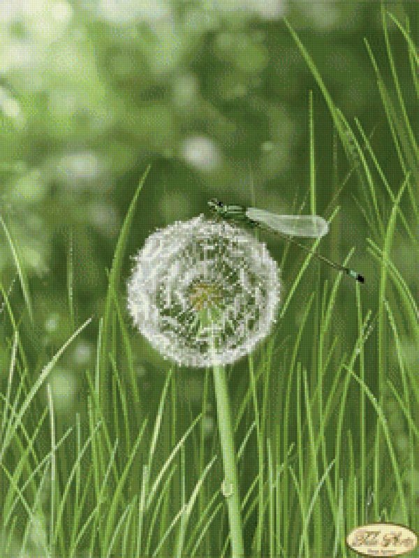 белые одуванчики