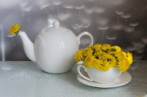 чай из одуванчиков