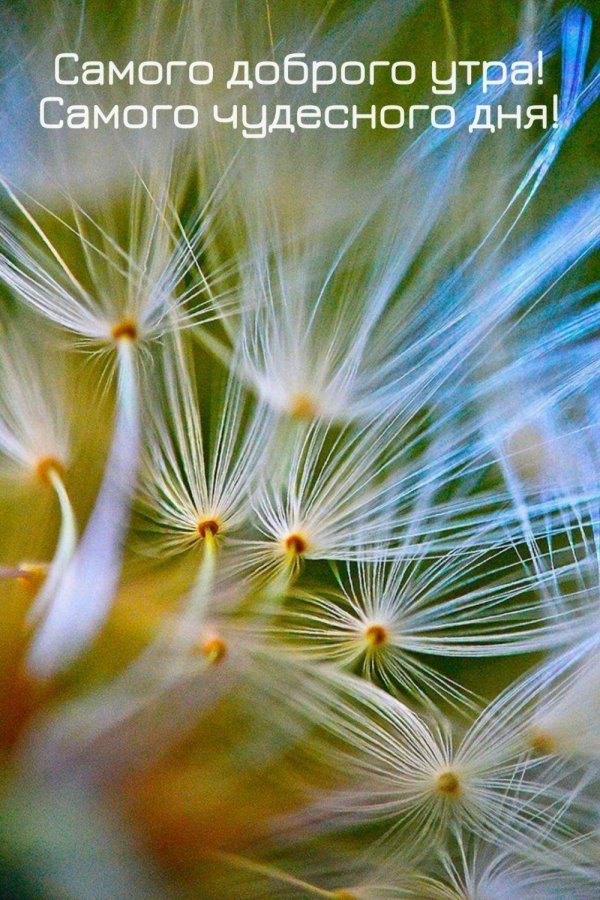 макросъемка природа