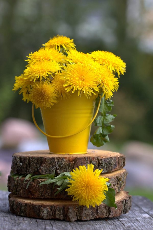 желтые одуванчики