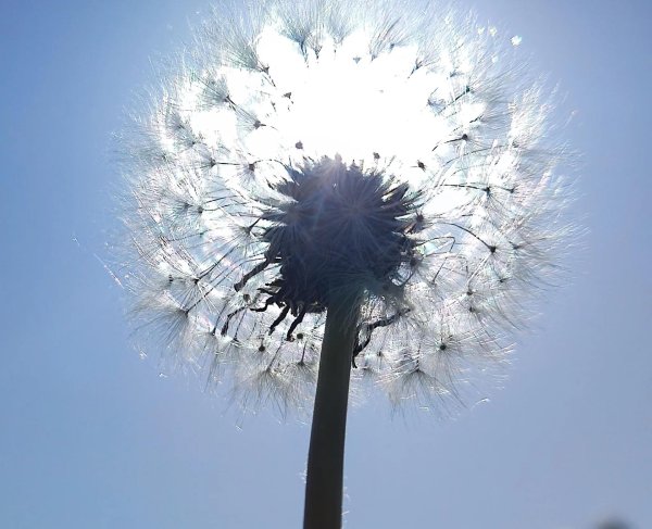 фотография одуванчика