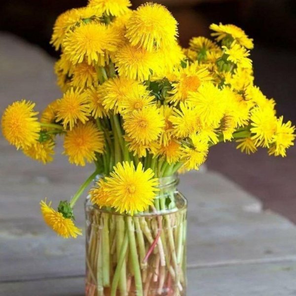 одуванчики цветы