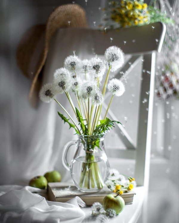 белые одуванчики