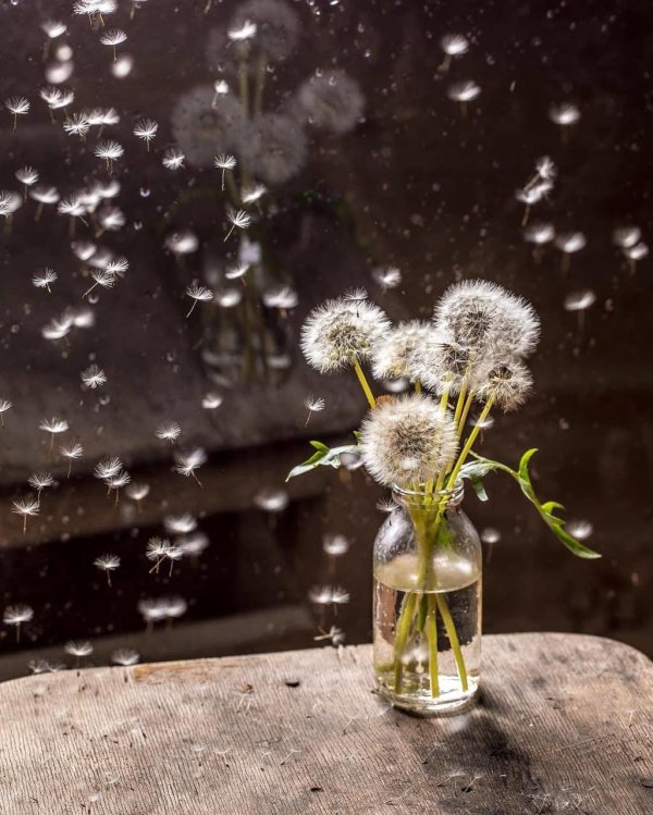 белые одуванчики