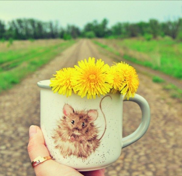 одуванчики эстетика