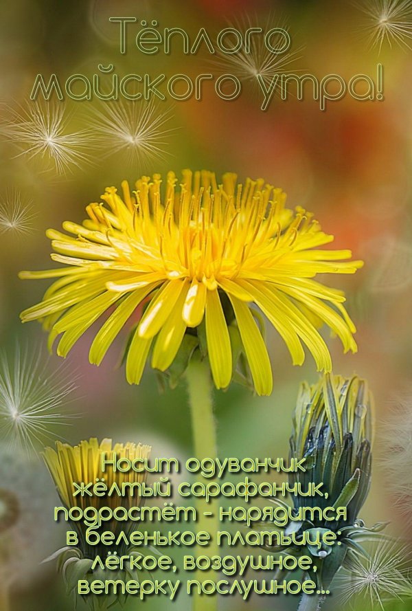 одуванчик лекарство