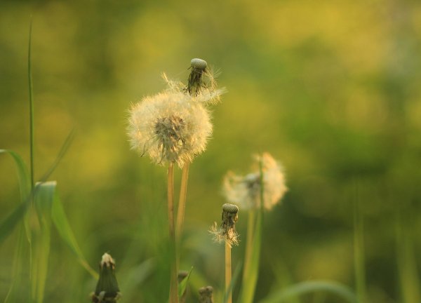 море одуванчиков