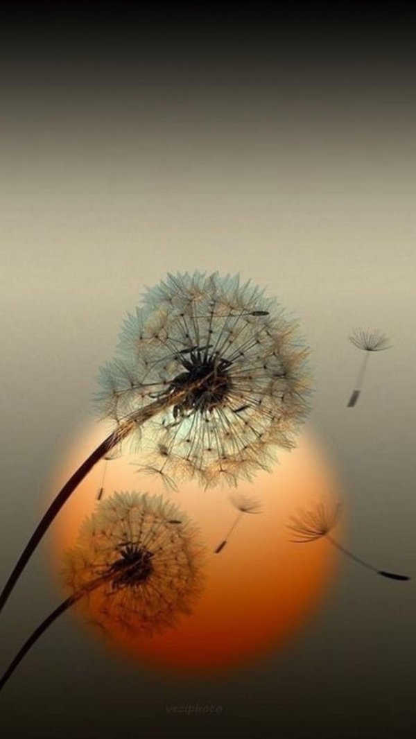 картины одуванчики