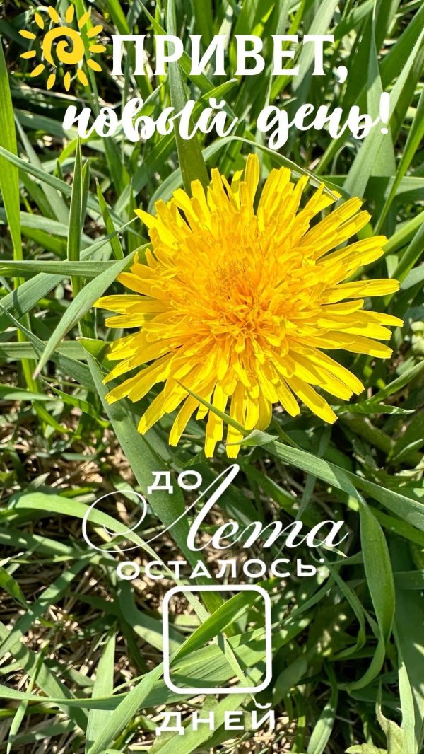 всемирный день одуванчика