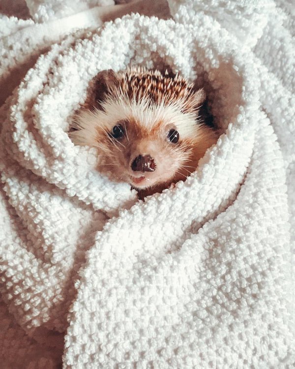 ёжик под одеялом