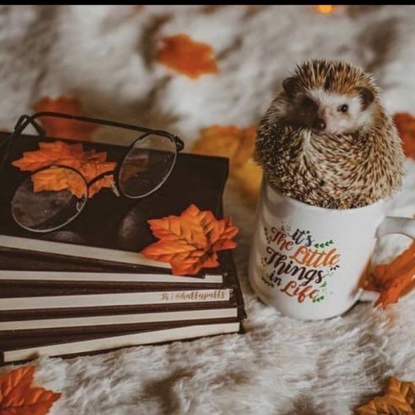 доброго осеннего утра ёжик