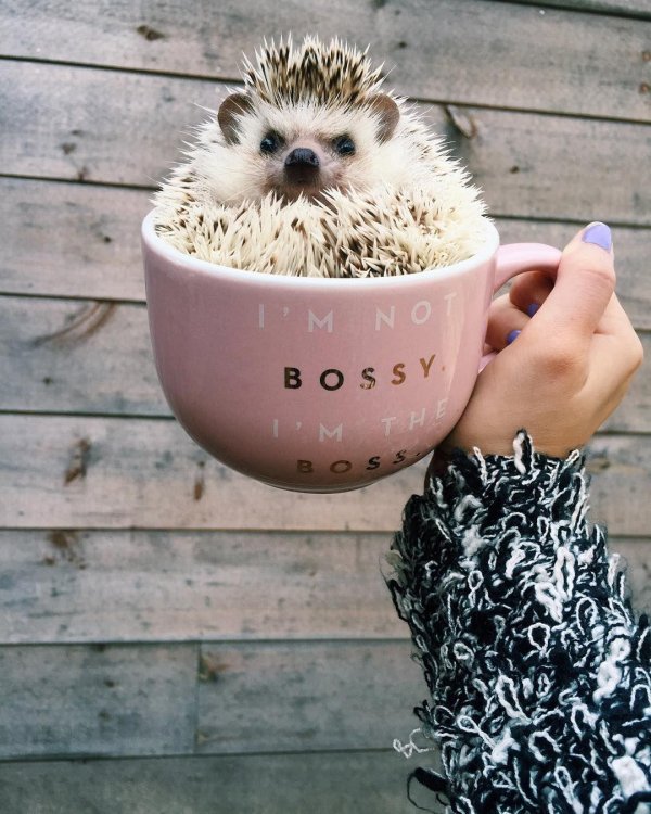 доброе утро ёжики смешные