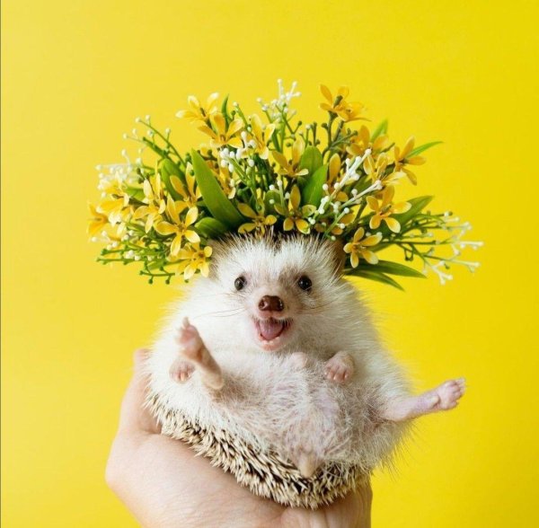 милые ежики